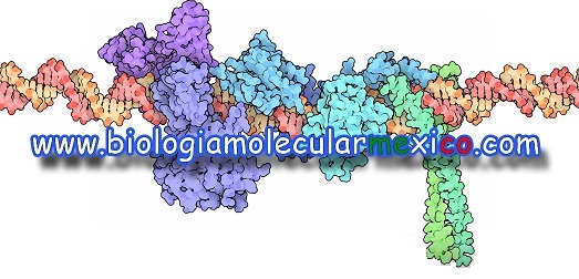 biologiamolecolarmexico cost covid-19 coronavirus research
