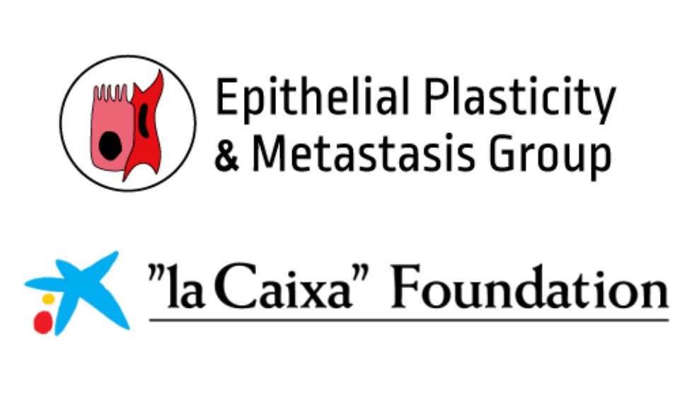 Epithelial Plasticity and Metastasis Group logo; ”la Caixa” Foundation logo